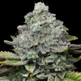🎁 Layer Cake Seeds (100% off)